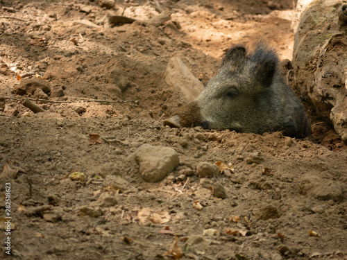 Jeune sanglier dans la terre
