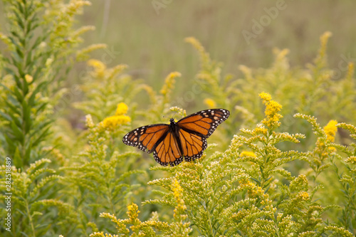 monarch butterfly with goldenrod © fgsmiles