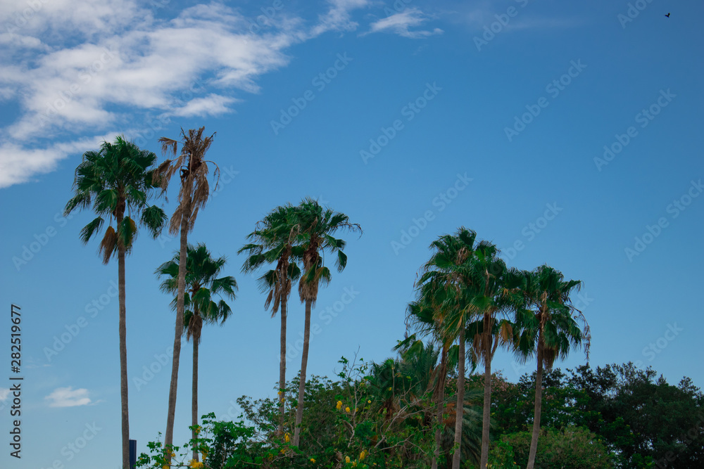 Fototapeta premium Palm trees and blue sky
