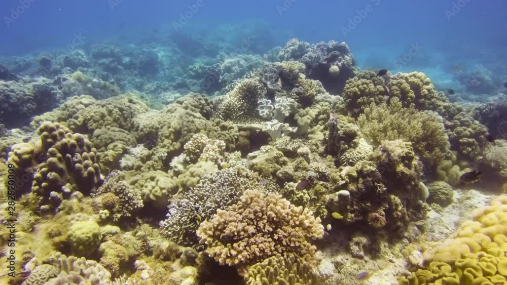 custom made wallpaper toronto digitalColorful tropical fish swimming around a coral reef in asia