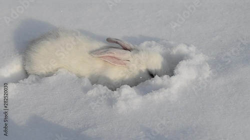 White fluffy rabbit on white snow in winter. Little white bunny. Cute white baby rabbit walking on snow. Homemade white rabbit.