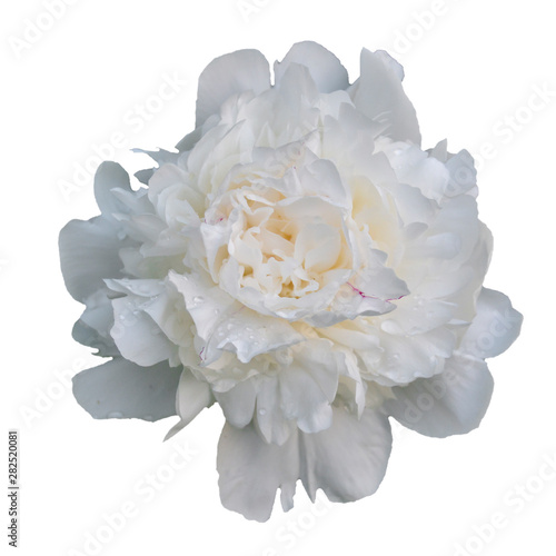 white peony flower Perennial plant with large beautiful flowers. Close-up.