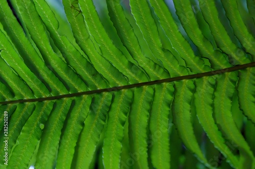 Tropical fern leaves in botanical garden with dark light background for backdrop texture