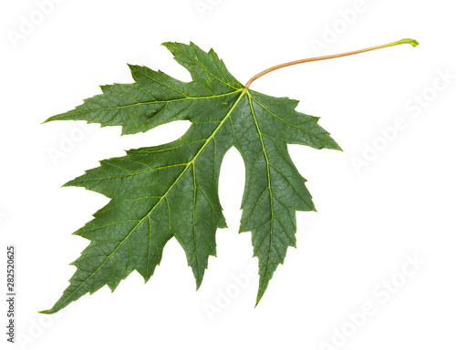fresh leaf of Silver Maple tree isolated