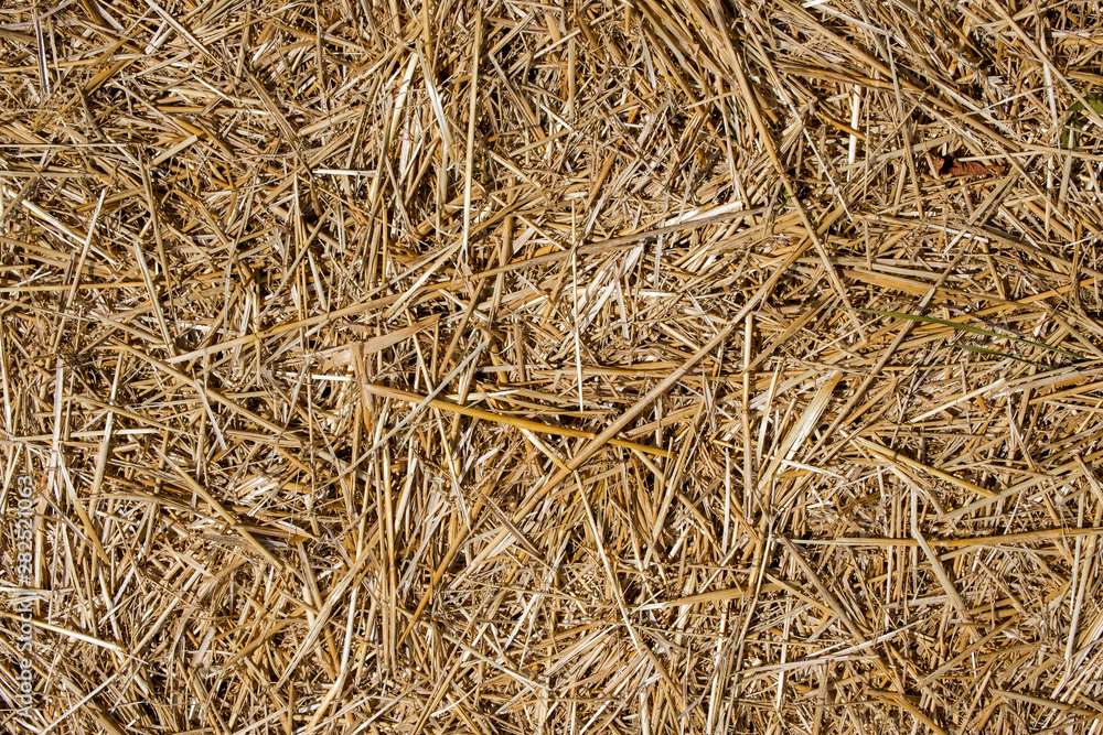 Hay texture. Close-up of dry straw on the ground. Texture of straw Hay texture. Close-up of dry straw on the ground. Texture of straw