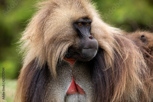 Wallpaper Mural The gelada, sometimes called the bleeding-heart monkey or the gelada "baboon", is a species of Old World monkey found only in the Ethiopian Highlands, with large populations in the Semien Mountains. Torontodigital.ca