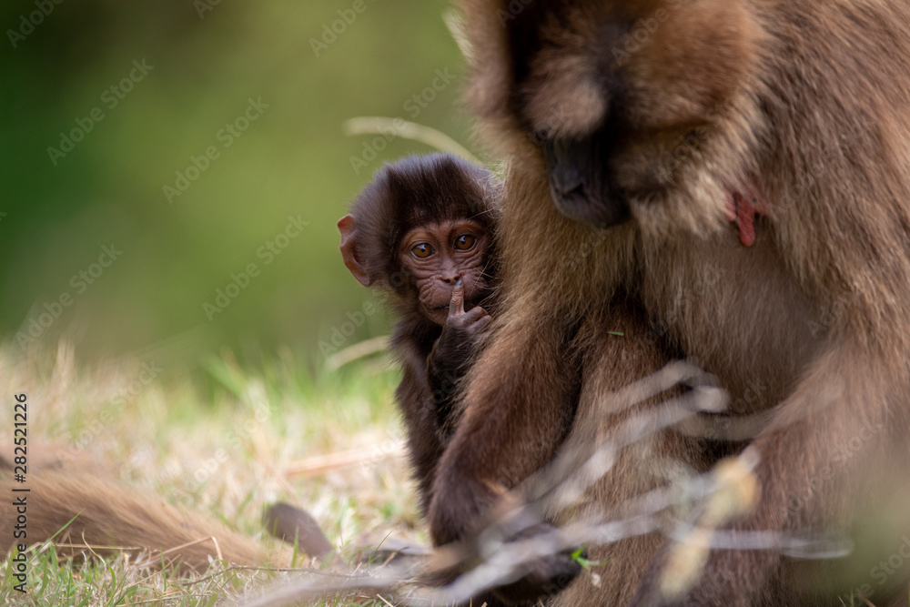 The gelada, sometimes called the bleeding-heart monkey or the gelada The gelada, sometimes called the bleeding-heart monkey or the gelada