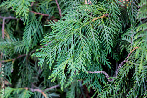 thuja branches. macro. texture. background