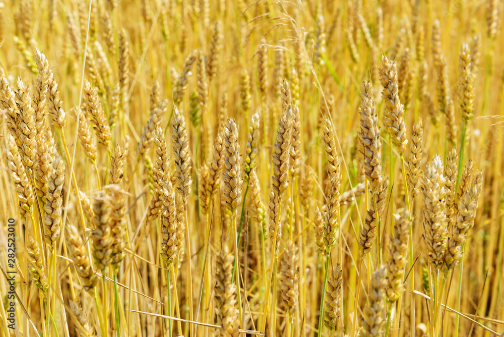 Field with wheat. Background of wheat. Field with wheat. Background of wheat.