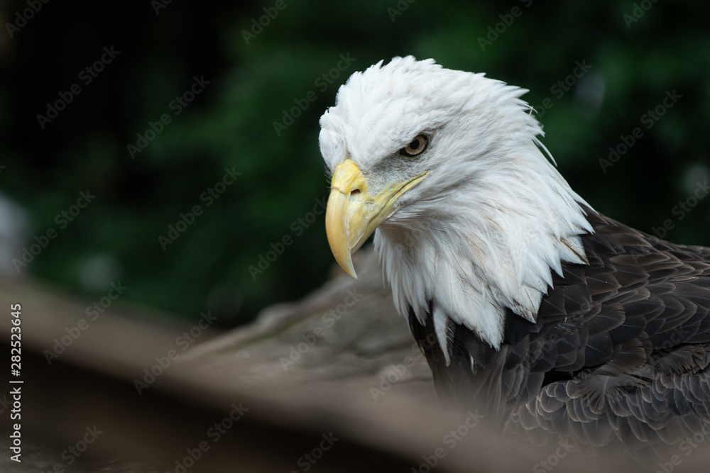 bald eagle watches from his perch with eagle eyes bald eagle watches from his perch with eagle eyes