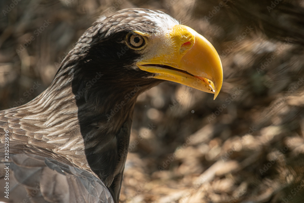 Obraz premium Sea eagle poses for a close up