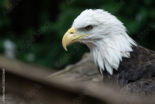 male bald eagle gives a side profile