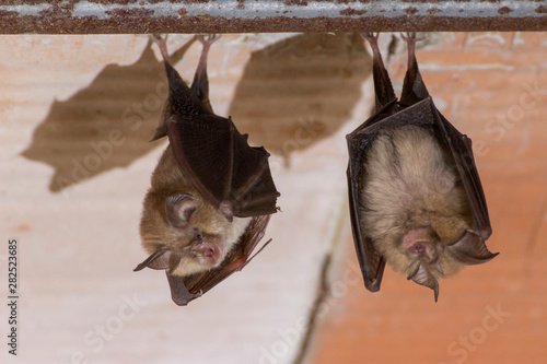 Deux petits rhinolophes