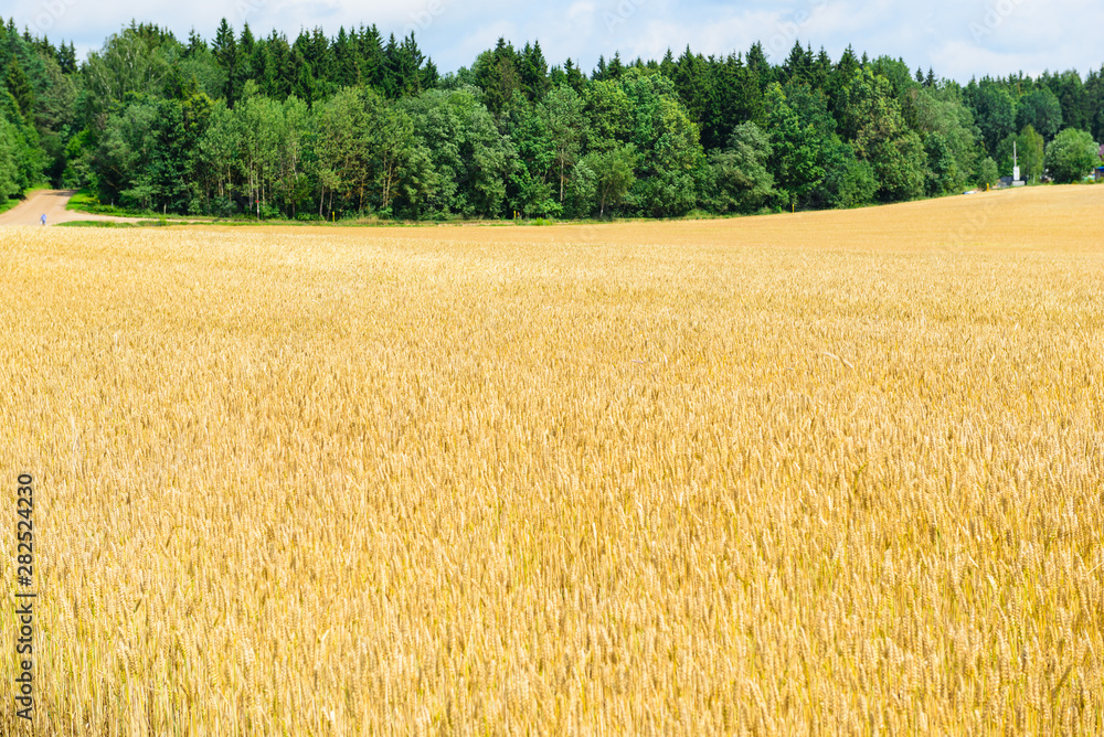 Fototapeta premium Field with wheat against the sky.