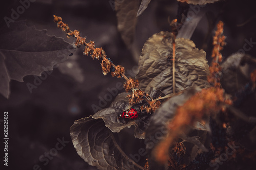 Ladybugs with springvibes  photo