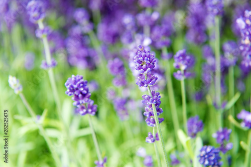 Gardening planting plants and botany. Floral shop. Growing lavender. Close up bushes of beautiful lavender. Aromatic flowers concept. Provence style. Lavender tender violet flowers. Lavender field