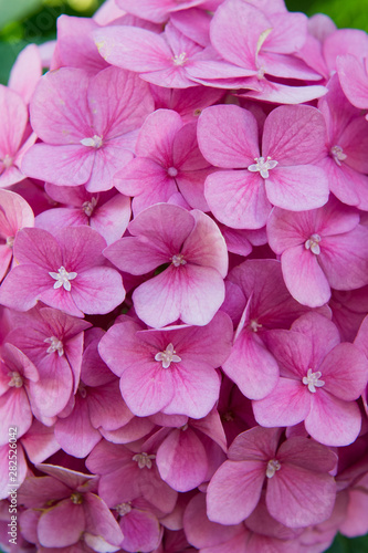 Flower scent. Hydrangea summer flower plant. Gardening and botany. Blossom of pink hydrangea close up. Gorgeous hydrangea blooming. Tender flowers soft little petals. Perfume aroma fragrance concept