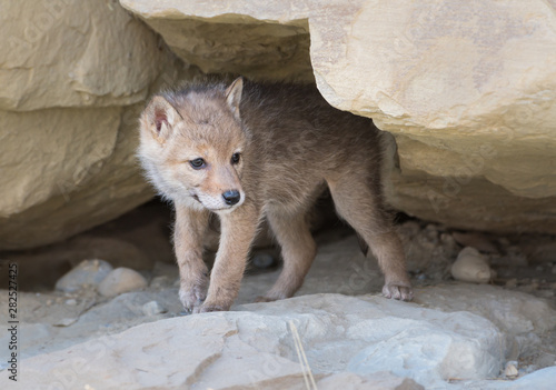 Εκτύπωση καμβά Coyote pups in the wild