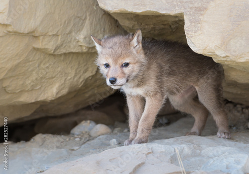 Fototapeta Coyote pups in the wild