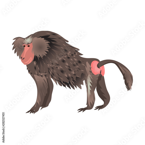 Japanese macaque animal monkey with red face go to eating
