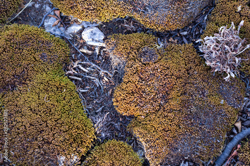 lichen on rock , texture and small pieces of wood