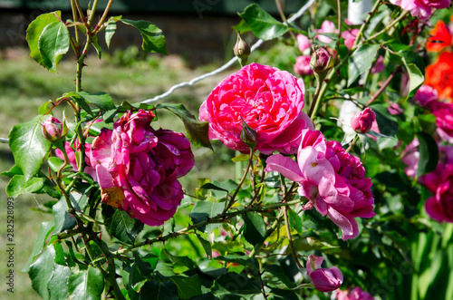 Pink Rose flower with raindrops on background pink roses flowers. Nature.