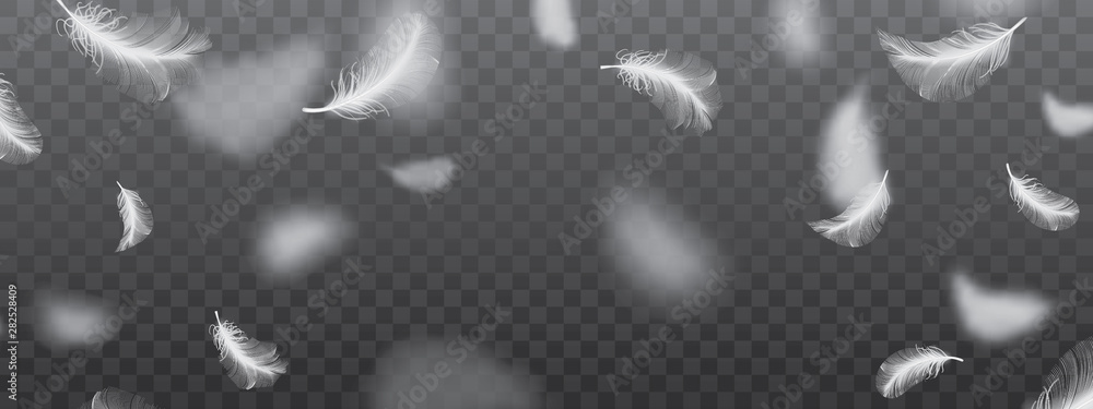 White Flying Bird Feathers Pattern on Dark Background - obrazy, fototapety, plakaty 