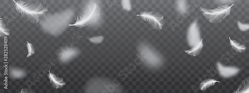 White Flying Bird Feathers Pattern on Dark Background photo
