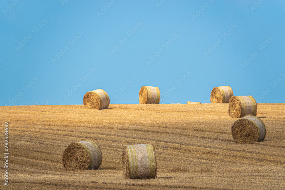 round straw bales lie on a harvested grain field