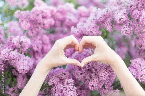 Hands of a young woman in heart shape in front of a lilac shrub photo