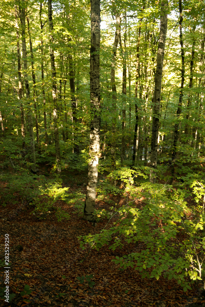 Fototapeta premium autumn leaves reflecting in water