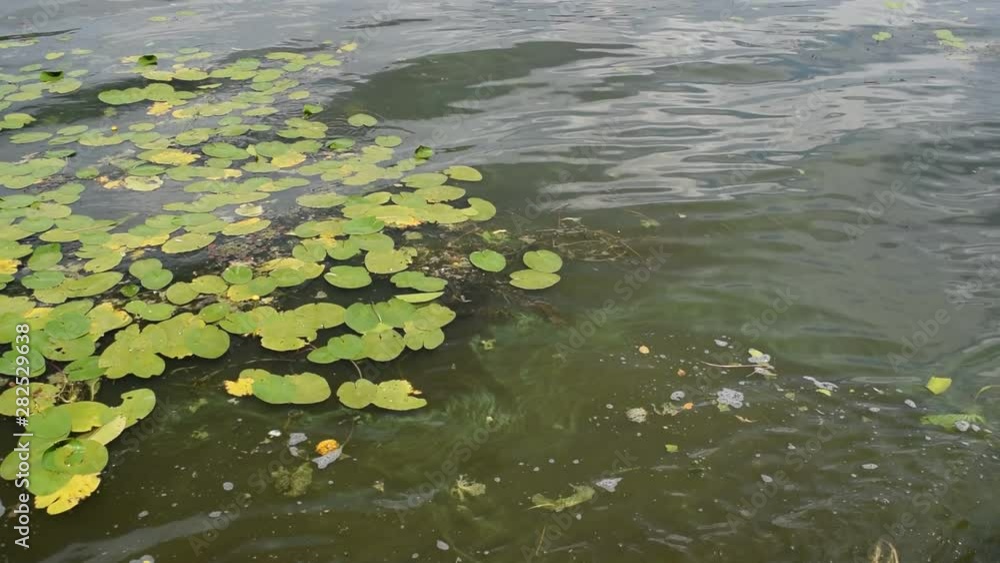A lot of green foliage on the background of dirty water in the river. A lot of green foliage on the background of dirty water in the river.