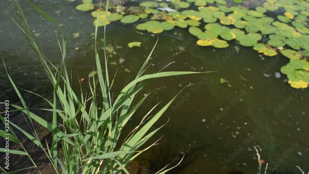 A lot of green foliage on the background of dirty water in the river. A lot of green foliage on the background of dirty water in the river.