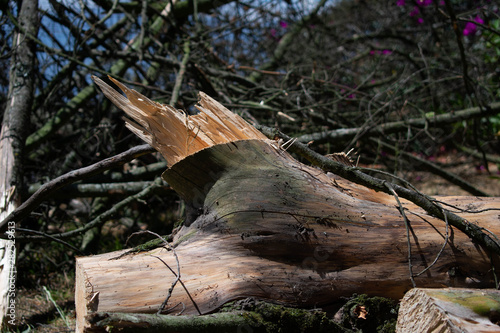 Fallen trunk
