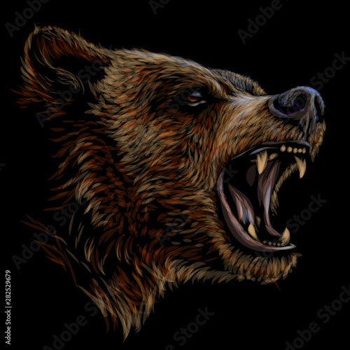 Bear. Color portrait of a angry bear a black background.