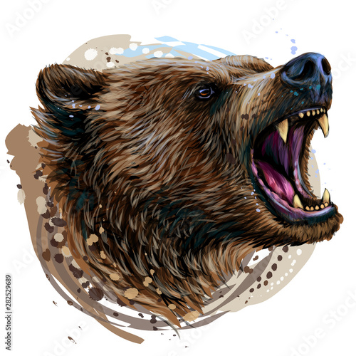 Bear. Color portrait of a angry bear a white background with watercolor splashes.