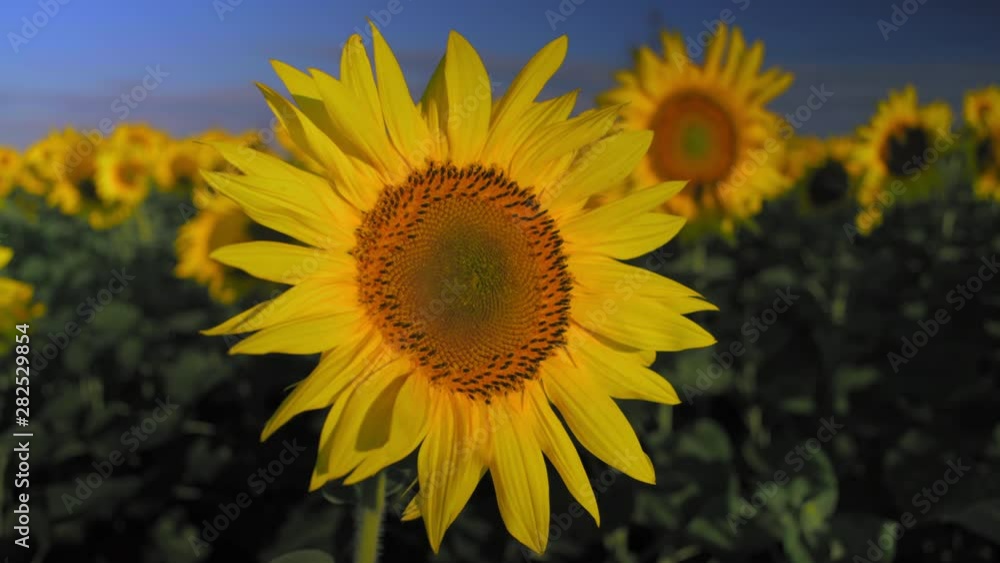 Close-up, Sunflower Flower Swinging in the Wind in the Rays of the Dawn Sun