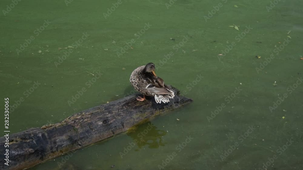 One wild bird sitting on a tree in the water.
