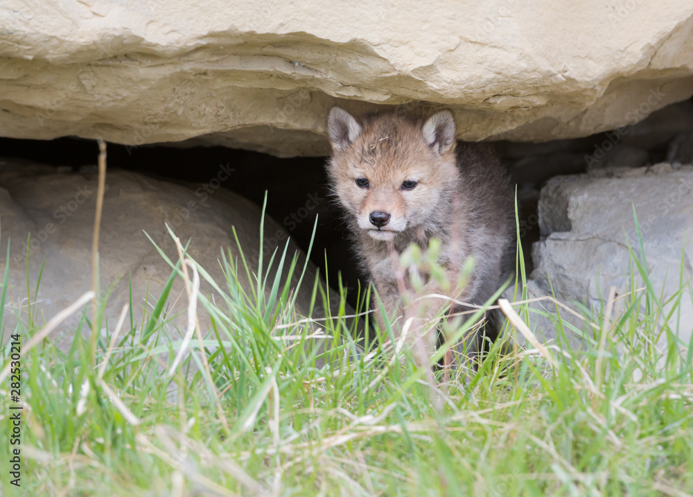 Fotografie Coyote pups at the den