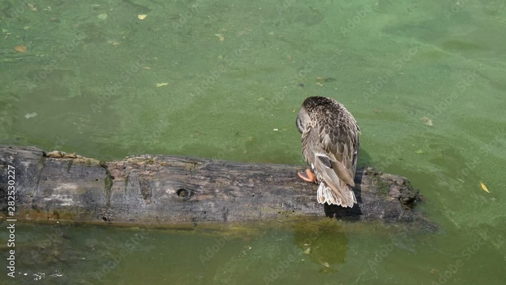 One wild bird sitting on a tree in the water.