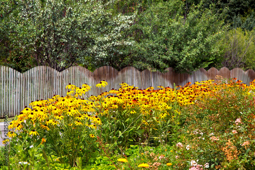 flowerbed with yellow flowers in the background orchard trees behind a decorative wooden fence from boards.