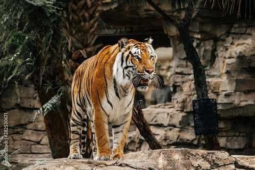 Tiger standing up on rock