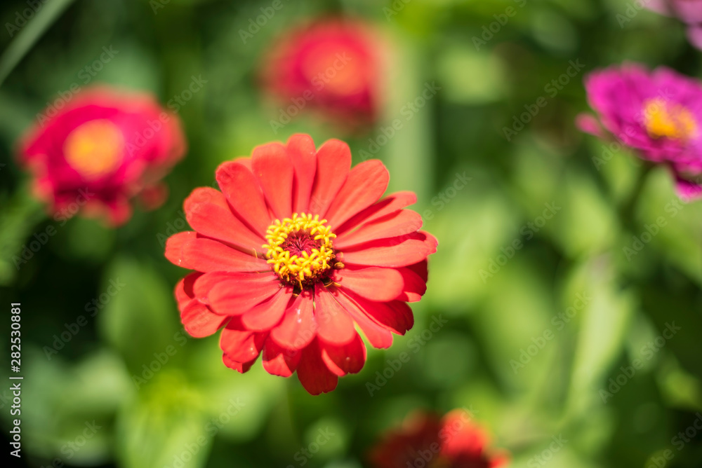 close up of Zinnia flowers in garden, selective focus close up of Zinnia flowers in garden, selective focus