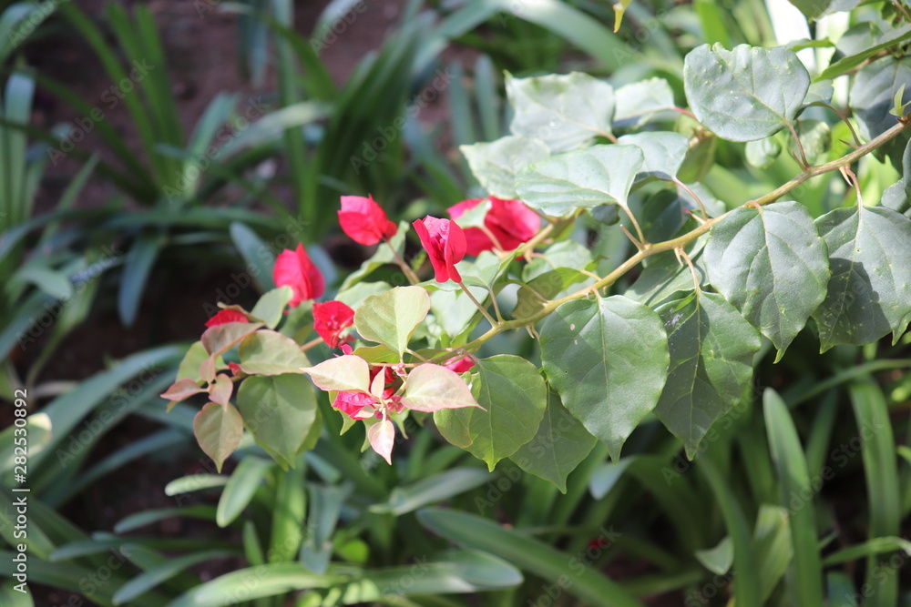 Obraz premium red flowers in garden