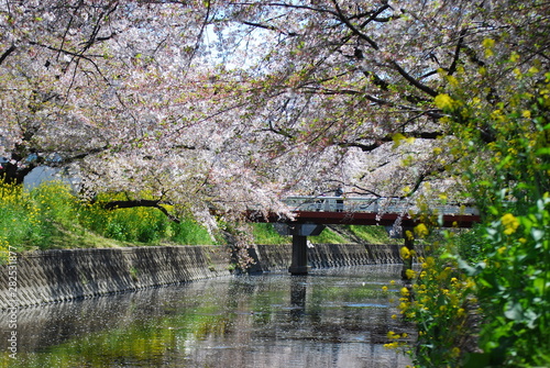桜 © Satoshi