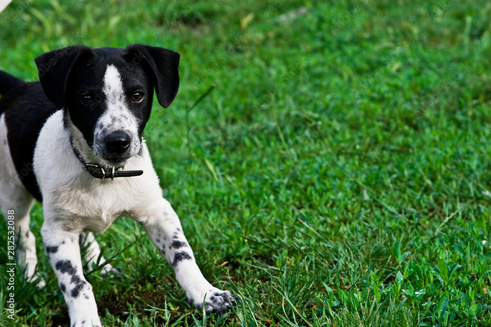 Merry dog plays with the owner on the green lawn