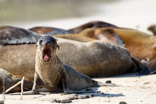 Baby sea lion yawning on Santa Fe, Galapagos Islands, Ecuador, South America.