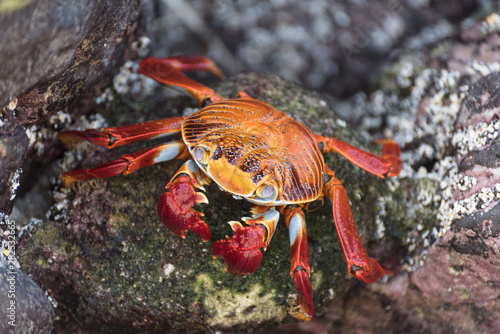 Red Rock Crab on Galapagos Islands, Ecuador. © No Drama Llama