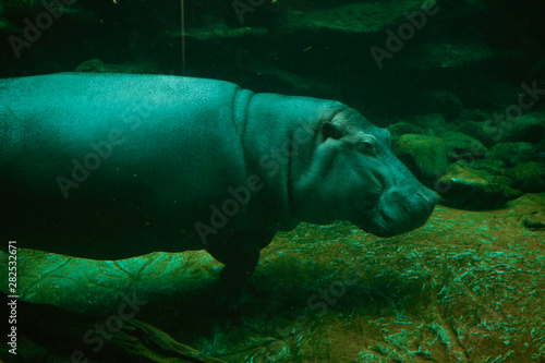 Hippo swimming