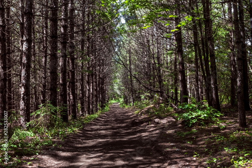 Pathway through the forest